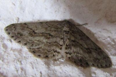 <i>Ectropis crepuscularia</i>