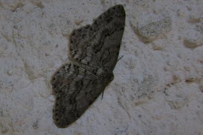 <i>Ectropis crepuscularia</i>