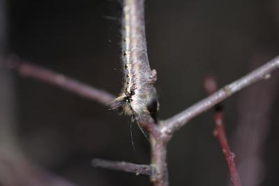 <i>Euthrix potatoria</i>