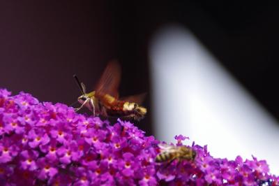 <i>Hemaris fuciformis</i>
