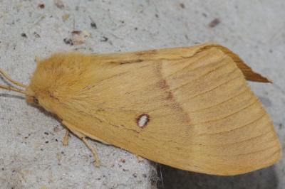 <i>Lasiocampa quercus quercus</i>