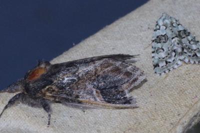 <i>Notodonta tritophus</i>