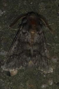 <i>Thaumetopoea processionea</i>