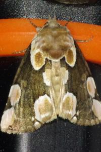 <i>Thyatira batis</i>