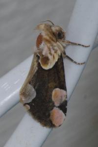 <i>Thyatira batis</i>