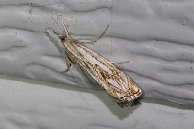 <i>Catoptria falsella</i>