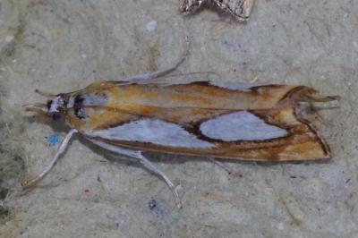 <i>Catoptria pinella</i>