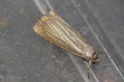 <i>Chrysoteuchia culmella</i>