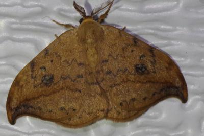 <i>Drepana falcataria</i>