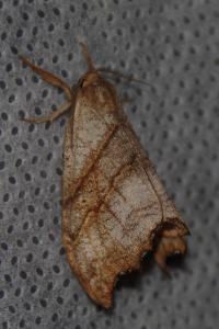 <i>Falcaria lacertinaria</i>