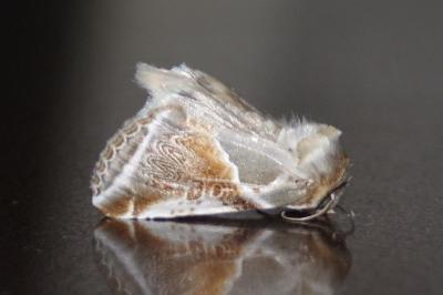 <i>Habrosyne pyritoides</i>