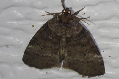 <i>Ochropacha duplaris</i>