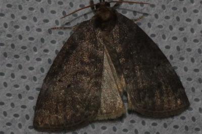 <i>Ochropacha duplaris</i>