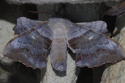 <i>Laothoe populi</i>
