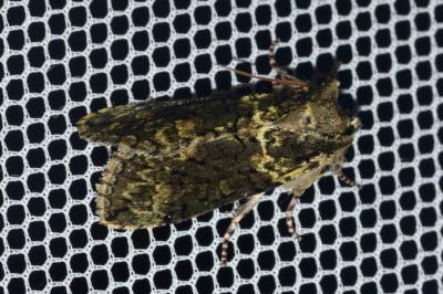 <i>Polyploca ridens</i>