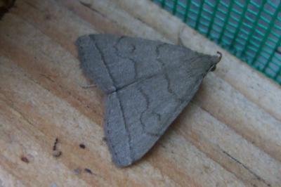 <i>Herminia tarsipennalis</i>
