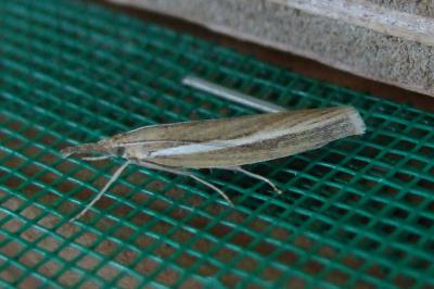 <i>Agriphila tristella</i>