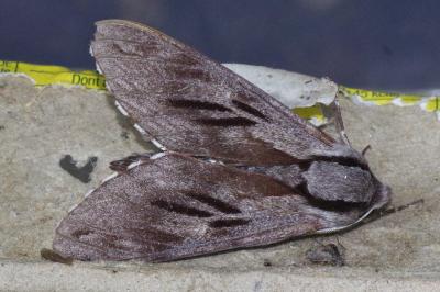 <i>Hyloicus pinastri</i>