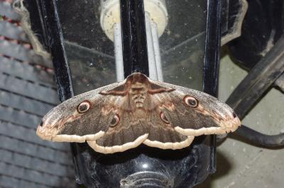 <i>Saturnia pyri</i>