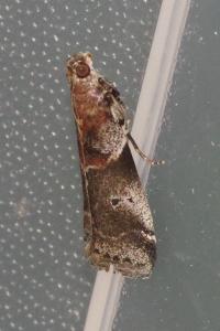 <i>Acrobasis suavella</i>