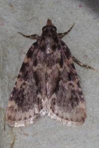 <i>Aglossa caprealis</i>