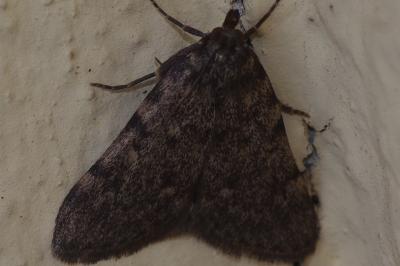 <i>Aglossa pinguinalis</i>