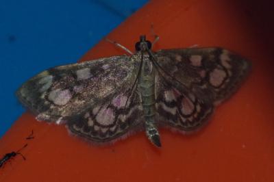<i>Anania coronata</i>