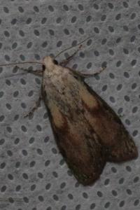 <i>Aphomia sociella</i>
