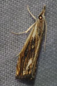 <i>Catoptria verellus</i>