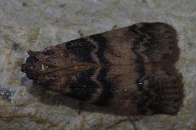 <i>Euzophera pinguis</i>