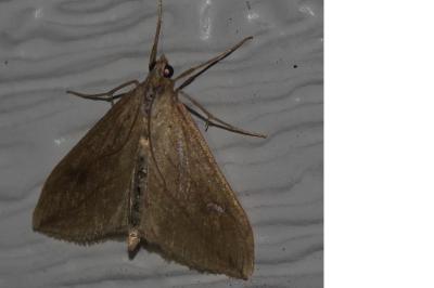 <i>Evergestis forficalis</i>