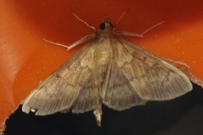 <i>Ostrinia nubilalis</i>