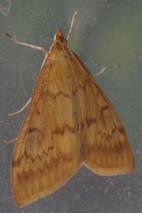 <i>Ostrinia nubilalis</i>