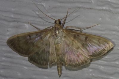 <i>Patania ruralis</i>
