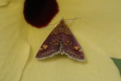 <i>Pyrausta aurata</i>