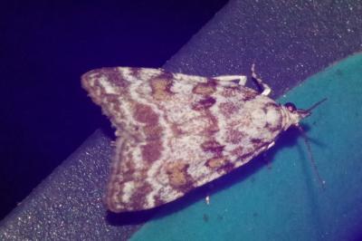 <i>Scoparia pyralella</i>