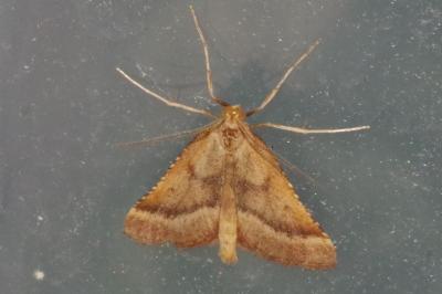 <i>Synaphe punctalis</i>