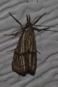 <i>Thisanotia chrysonuchella</i>