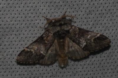 <i>Drymonia dodonaea</i>