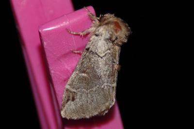 <i>Drymonia obliterata</i>