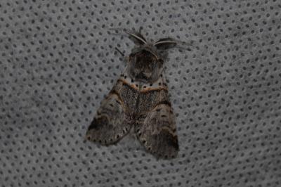 <i>Furcula furcula</i>