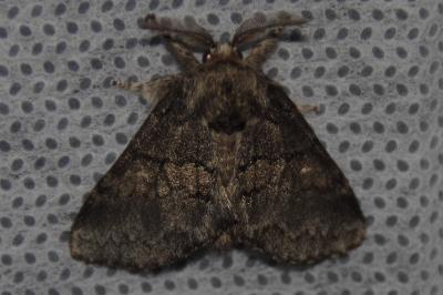 <i>Gluphisia crenata</i>