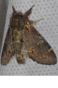 <i>Notodonta dromedarius</i>
