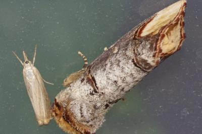 <i>Phalera bucephala</i>