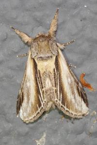 <i>Pheosia tremula</i>