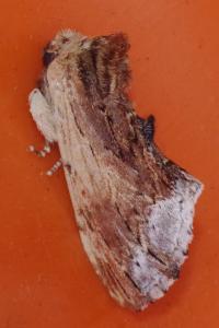 <i>Ptilodon cucullina</i>