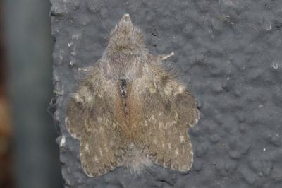 <i>Stauropus fagi</i>