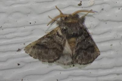 <i>Thaumetopoea processionea</i>
