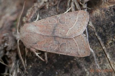 <i>Orthosia cerasi</i>