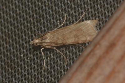 <i>Nomophila noctuella</i>